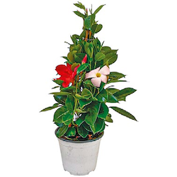 Zweifarbige Dipladenia