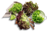 Dtsch. Kopfsalat im Kaufland Prospekt Dtsch. Kopfsalat im aktuellen Kaufland Prospekt für 0,79 €