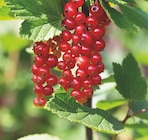 Ma Jardinerie Illzach - Promo Groseillier Rouge Promo Groseillier Rouge à 5,99 € dans le catalogue Ma Jardinerie à Illzach