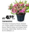 TORFMYRTHE für 4,99 € bei OBI im Angebot TORFMYRTHE im aktuellen OBI Prospekt