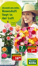 Pflanzen Kölle Prospekt der aktuellen Woche mit 16 Seiten Aktueller Garten & Pflanzen Prospekt von Pflanzen Kölle, Rosenduft liegt in der Luft!, gültig von 05.06.2023 bis 11.06.2023