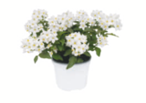 toom Baumarkt Zittau - Mediterraner Blühmix Angebot im Prospekt Mediterraner Blühmix bei toom Baumarkt im Zittau Prospekt für 4,99 €
