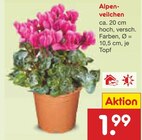 Alpenveilchen im Angebot bei Netto Marken-Discount in Ahaus Alpenveilchen Angebote bei Netto Marken-Discount Ahaus für 1,99 €