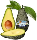 REWE Breisach - Avocado Angebot im Prospekt Avocado bei REWE im Breisach Prospekt für 1,99 €