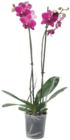Orchidee im EDEKA Prospekt Orchideen 2-Trieber im aktuellen EDEKA Prospekt für 5,99 €