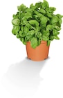 Basilikum Angebote bei Netto Marken-Discount Dreieich für 1,99 €