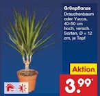 Netto Marken-Discount - Grünpflanze Angebot im Prospekt Grünpflanze bei Netto Marken-Discount im Prospekt "" für 3,99 €