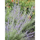 Arbuste à fleurs dans le catalogue Carrefour