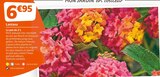 Jardiland - Lantana : offre du catalogue Promo Lantana à 6,95 € dans le catalogue Jardiland "Mon jardin d'été"