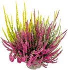 Aktuelle Pflanzen Angebote bei REWE in Braunschweig Aktuelles Calluna Garden Girls 'Trio Girls'¹ Angebot bei REWE in Braunschweig ab 2,99 €