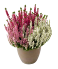 Calluna Trio Girls im ZG Raiffeisen Prospekt zum Preis von 3,59 €