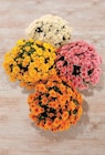 Chrysanthème - U en promo chez Hyper U Le Grand-Quevilly à 13,98 €