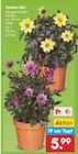 Dahlien Mix im Netto Marken-Discount Prospekt Dahlien Mix von im aktuellen Netto Marken-Discount Prospekt fĂŒr 5,99 âŹ