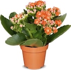 Aktuelle Pflanzen Angebote bei Netto Marken-Discount in Mönchengladbach Aktuelles Kalanchoe Angebot bei Netto Marken-Discount in Mönchengladbach ab 1,99 €
