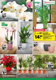 Hagebaumarkt Übertopf im Prospekt 