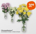 Chrysanthemen von  im aktuellen tegut Prospekt für 3,99 €