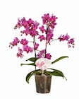 Orchidée multifleurs en promo chez Lidl Nantes à 8,99 €