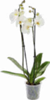 Orchidee im Angebot bei Netto Marken-Discount in Cottbus Orchidee Angebote bei Netto Marken-Discount Cottbus für 5,99 €