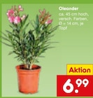 Oleander  im aktuellen Netto Marken-Discount Prospekt für 6,99 €