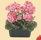 Jardinière de geraniums h.35cm en promo chez Maxi Bazar Nice à 19,99 €