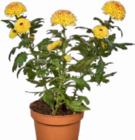 Chrysanthemen Angebote bei Netto Marken-Discount Rostock für 3,99 €