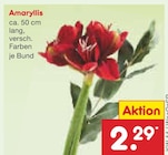 Gartenbepflanzung im Netto Marken-Discount Prospekt Amaryllis im aktuellen Netto Marken-Discount Prospekt für 2,29 €