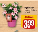 Aktuelles Dipladenie Angebot bei REWE in Hannover ab 3,99 €