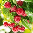 Delbard Marseille - Promo Framboisier INVIVO Nous on sème Promo Framboisier INVIVO Nous on sème à 5,50 € dans le catalogue Delbard à Marseille