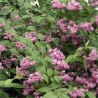 Arbuste de haie fleurie dans le catalogue Carrefour