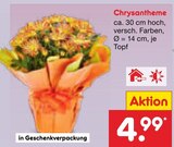 Chrysantheme im Angebot bei Netto Marken-Discount in Rheda-Wiedenbrück Chrysantheme Angebote bei Netto Marken-Discount Rheda-Wiedenbrück für 4,99 €