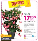Dipladénia ECLOZ - ECLOZ dans le catalogue Delbard