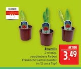Amaryllis Angebote von Franken bei Marktkauf Leipzig für 3,49 €
