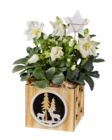 Hellebore en pot bois (rose de Noël) en promo chez Lidl Champigny-sur-Marne à 4,79 €