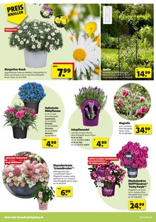 Hortensie im Hagebaumarkt Prospekt "VERSCHÖNERE MIT UNS DEINEN GARTEN" mit 16 Seiten (Oberhausen)