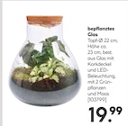 bepflanztes Glas Angebote bei Hellweg Hemer für 19,99 €