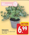 Eukalyptus für 6,99 € bei E center im Angebot Eukalyptus im aktuellen E center Prospekt