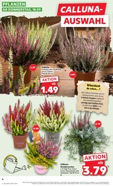 Aktueller Kaufland Prospekt mit Pflanzen, "Aktuelle Angebote", Seite 4