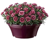 Aktuelle Blumen Angebote bei OBI in Oberhausen Aktuelles Nelkenschale Angebot bei OBI in Oberhausen ab 4,99 €