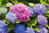 Promo Hortensia de jardin ECLOZ à 5,50 € dans le catalogue Gamm vert à Écuelles