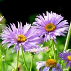 BOTANIC®-Aster des Alpes. Le pot de 2 litres en promo chez Botanic BOTANIC®-Aster des Alpes. Le pot de 2 litres dans le catalogue Botanic