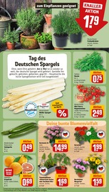 Ähnliche Angebote wie Chrysantheme im Prospekt "Dein Markt" auf Seite 7 von REWE in Regensburg