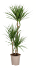 Drachenbaum, Yucca, Birkenfeige, Monstera im Angebot bei toom Baumarkt in Ettlingen Drachenbaum, Yucca, Birkenfeige, Monstera Angebote bei toom Baumarkt Ettlingen für 19,99 €