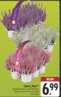 Angebot im EDEKA Seßlach Prospekt EDEKA Seßlach Prospekt mit im Angebot für 6,99 €