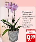 Phalaenopsis Schmetterlingsorchideen Angebote bei EDEKA Karlsruhe für 9,99 €