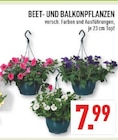 Beet- und Balkonpflanzen bei Marktkauf im Ibbenbüren Prospekt für 7,99 €