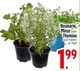 Rosmarin von  im aktuellen EDEKA Prospekt für 1,99 €