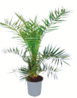 toom Baumarkt - Kanarische Dattelpalme Angebot im Prospekt Kanarische Dattelpalme bei toom Baumarkt im Prospekt für 14,99 €