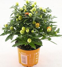Solanum - Géant Casino à Angers Solanum en promo chez Géant Casino Angers à 2,50 €