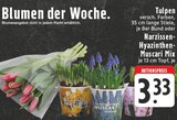 Blumen der Woche Angebote von Tulpen oder Narzissen-Hyazinthen-Muscari Mix bei E center Siegburg für 3,33 €