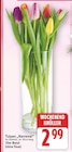 Tulpen 'Karneval' für 2,99 € bei E center im Angebot Tulpen 'Karneval' im aktuellen E center Prospekt